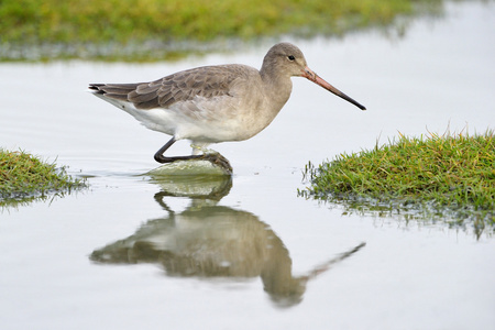 黑尾 godwit