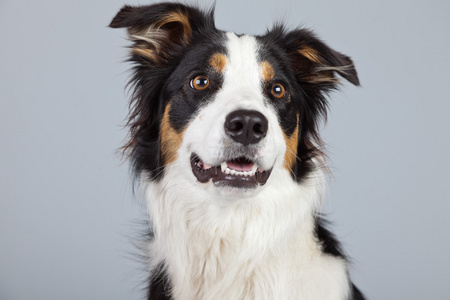 边境牧羊犬狗黑棕色和白色灰色 ba 反对孤立