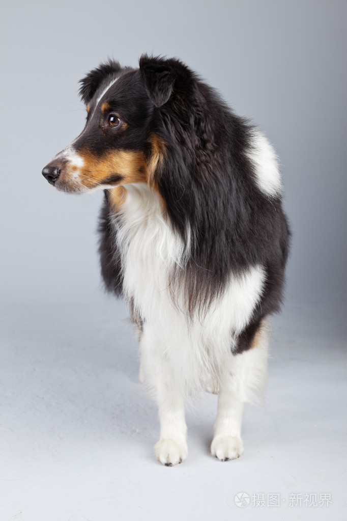 边境牧羊犬狗黑棕色和白色灰色ba反对孤立
