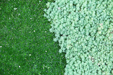 绿色的苔藓和景天背景图片