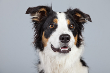 边境牧羊犬狗黑棕色和白色灰色 ba 反对孤立