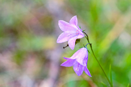 钟花