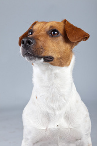 杰克罗素梗犬白色与棕色斑点隔绝了反对