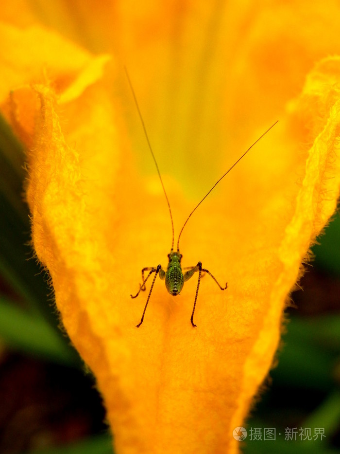 有斑点的布什蟋蟀若虫