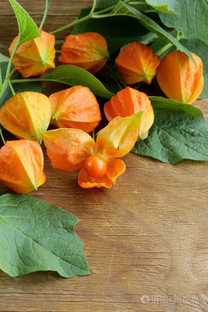 橙色酸浆果用绿色的树叶