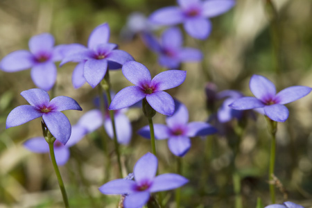 小蓝科野花houstonia pusilla