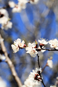 针对樱花