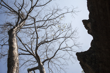 树上蓝蓝的天空老城堡 ta phrom。柬埔寨