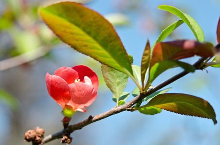 美丽的红色花卉