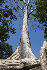 ta phrom。暹粒。柬埔寨