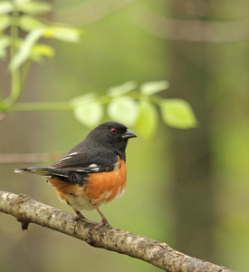 东部小鸟，pipilo erythrophthalmus