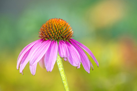 锥花 菊