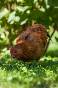 鸡在草地上，在村花园