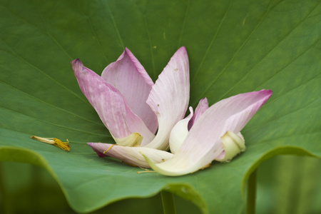 莲花花瓣