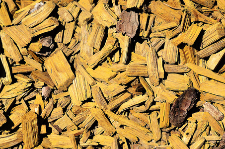 在地面上的木屑背景荷尘笆木屑秋枫树在明亮的背景上的分支木制