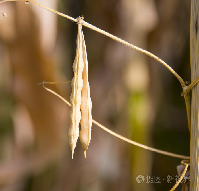 干豆豆荚