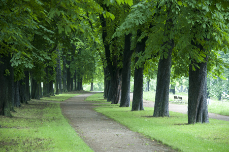 栗子树收集树枫树栎树桦树栗子隔离的自然物体第一颜色的栗子树秋在
