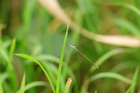 日本在日本的翡翠豆娘 Lestes 竹节