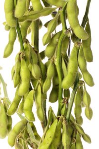 大豆根图片