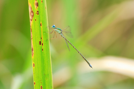 大日本的翡翠豆娘 Lestes 颞肌