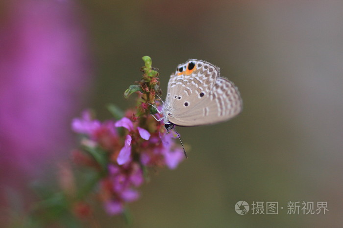 在日本的丘比特平原 曲纹紫灰蝶