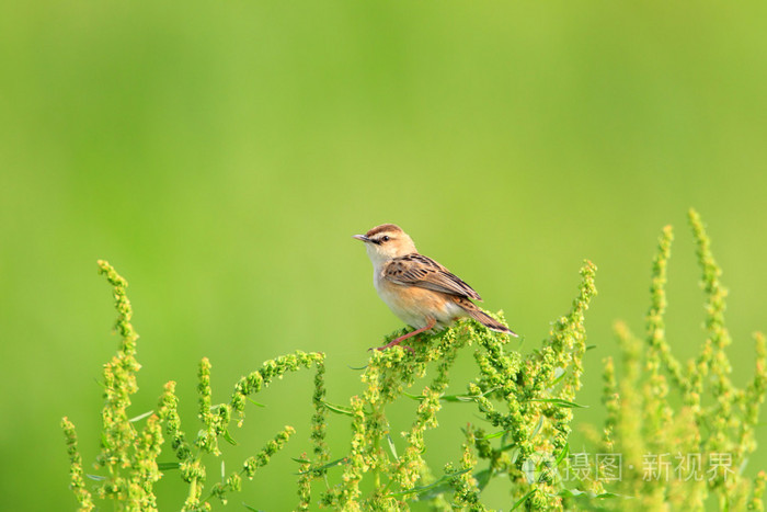 Zitting Cisticola 或有条纹的扇尾莺 Cisticola juncidis 唱歌男在日本