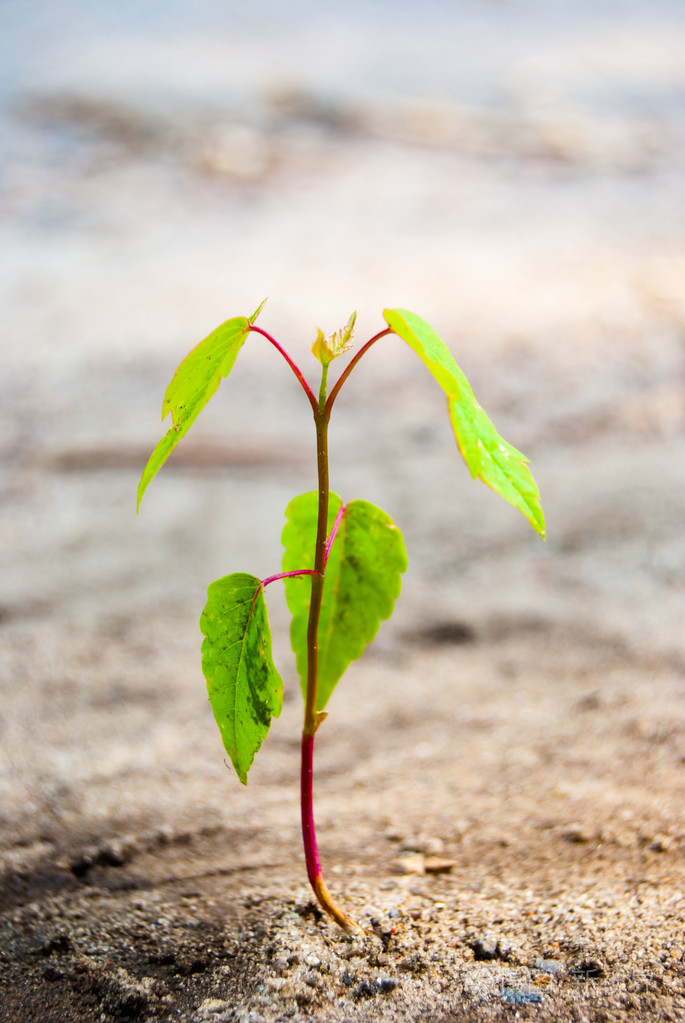在地面发芽照片-正版商用图片1d0y02-摄图新视界