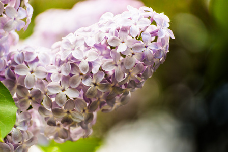 紫丁香花的浅绛彩