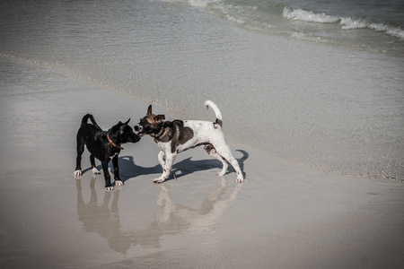 泰国的狗玩沙滩上