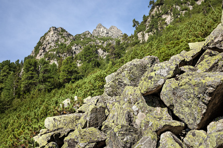 石头和年轻的松树，山坡上的高塔特拉