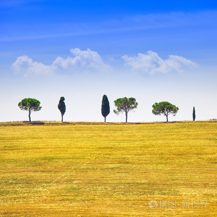 Toscana, cypresser och grna flt. San quirico orcia, Italien