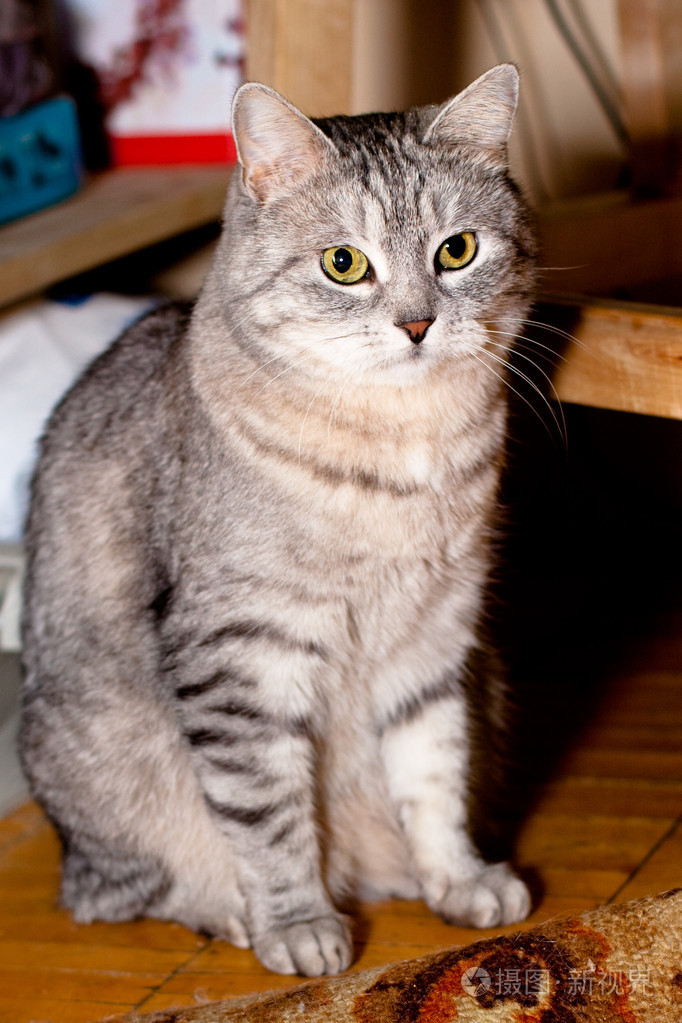 克里虎斑猫