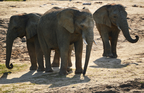 非洲大象在天然环境中的组