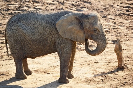 在天然环境中的非洲大象