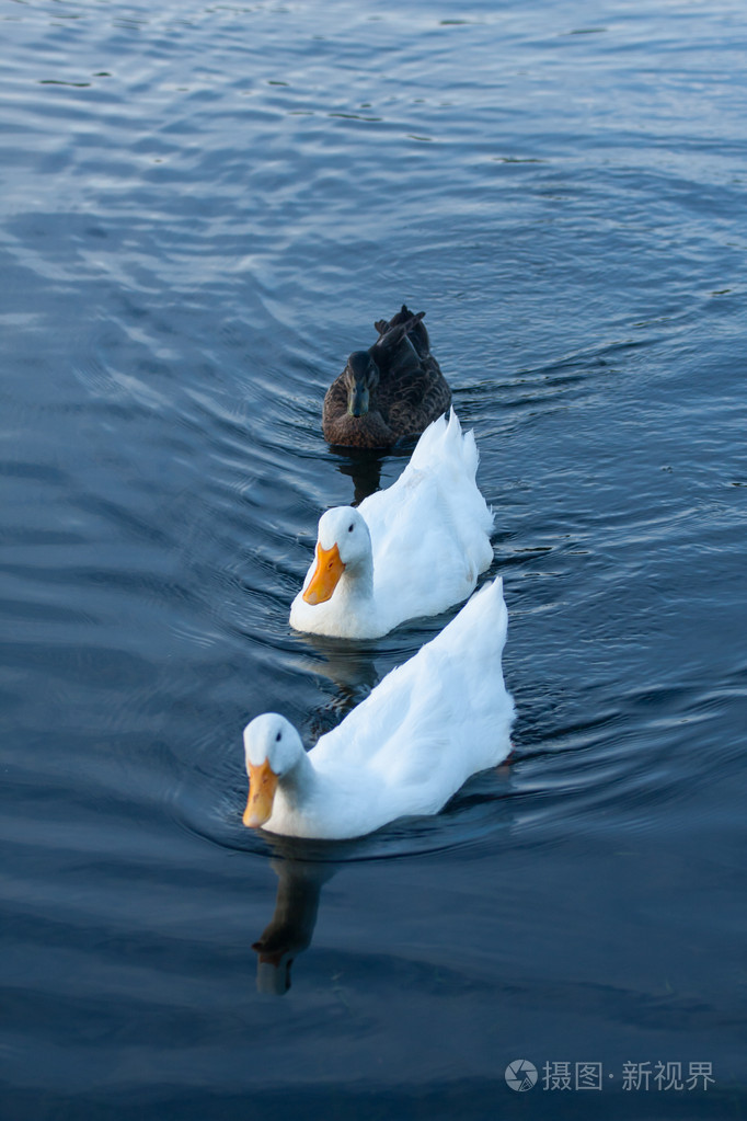 在水中游泳的三个鸭子