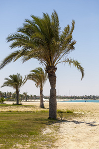 棕榈树的沙滩上