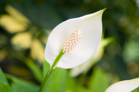 热带白花