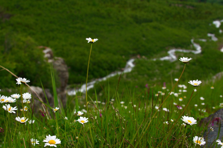 在山中的花