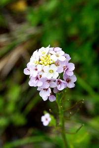 在山中的花