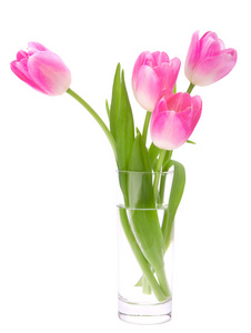 孤立在白色背景上的花瓶里的粉色郁金香花束
