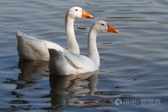 两个白鹅在池塘上