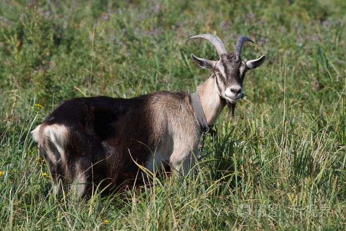 灰色山羊站在绿色的草地牧场的