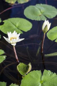 莲花。水百合花