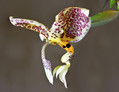 活力，stanhopea 绿球藻