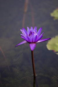 莲花。水百合花