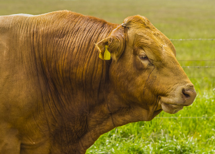德克萨斯州 longhorn 红牛绘图米诺牛扳手机械手公牛通过背景翻录的