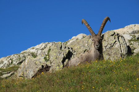 高山 ibex 躺在瑞士的阿尔卑斯山的草地上