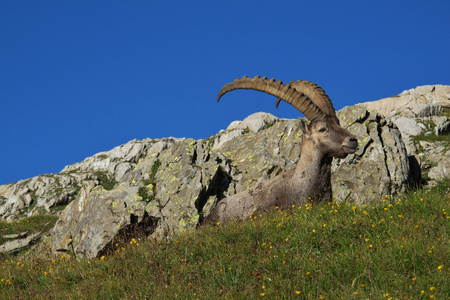 高山 ibex 躺在一片草地上，在瑞士的阿尔卑斯山的野花