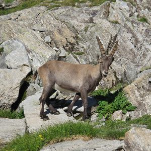 可爱的高山 ibex 宝宝