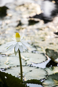 莲花。水百合花